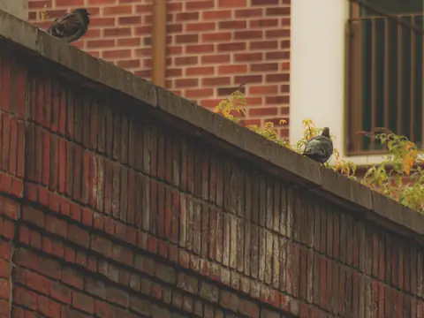 The top of a brick parapet wall beside a taller building