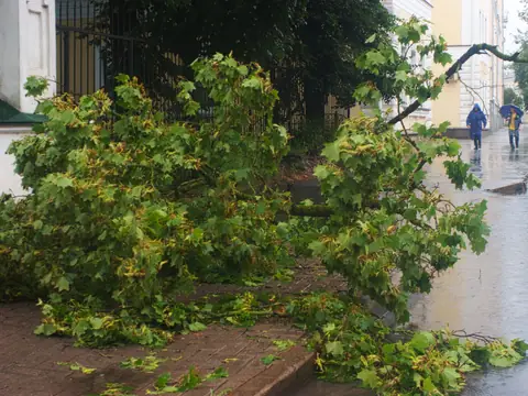 Storm-broken branches down on a wet city sidewalk